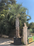 Butia capitata