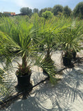 Butia capitata