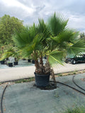Washingtonia robusta multi stipes