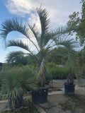 Butia capitata