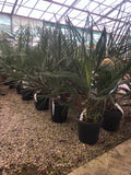 Butia capitata
