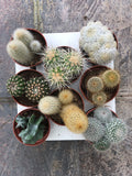 Cactus mini Mix