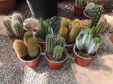 Cactus Mix