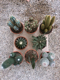 Cactus Mix