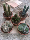 Cactus Mix