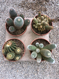 Cactus Mix
