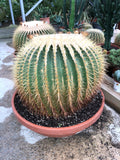 Echinocactus grusonii