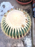 Echinocactus grusonii
