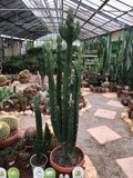 Euphorbia erythrea