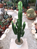 Euphorbia erythrea