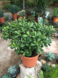 Crassula Ovata