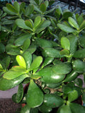 Crassula Ovata