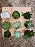 Crassula Mix
