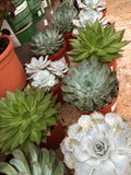 Echeveria Mix