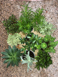 Crassula Mix
