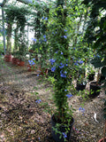 Plumbago en pyramide