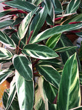Calathea stromanthe