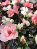 Azalea indica simsii