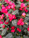 Azalea indica simsii