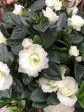Azalea indica simsii