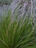 Stipa