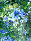 Plumbago en pyramide