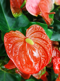 Anthurium