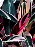 Calathea stromanthe