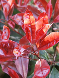 Photinia 125/150 PROMOTION