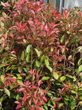 Photinia 125/150 PROMOTION
