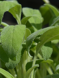 Sauge officinale