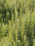Romarin officinalis