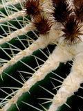 Echinocactus grusonii