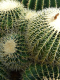 Echinocactus grusonii multi