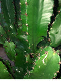 Euphorbia erythrea