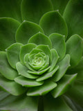 Echeveria Mix